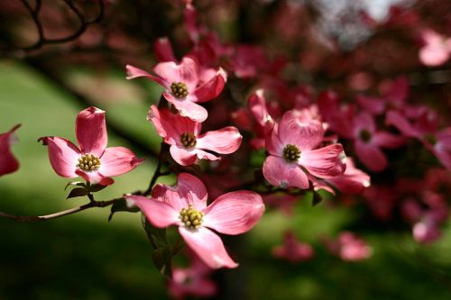 Dogwood-tree-flowers_-_West_Virginia_-_ForestWander