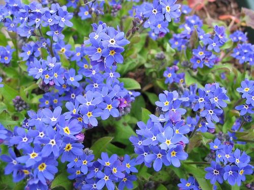 forget-me-not-104-p